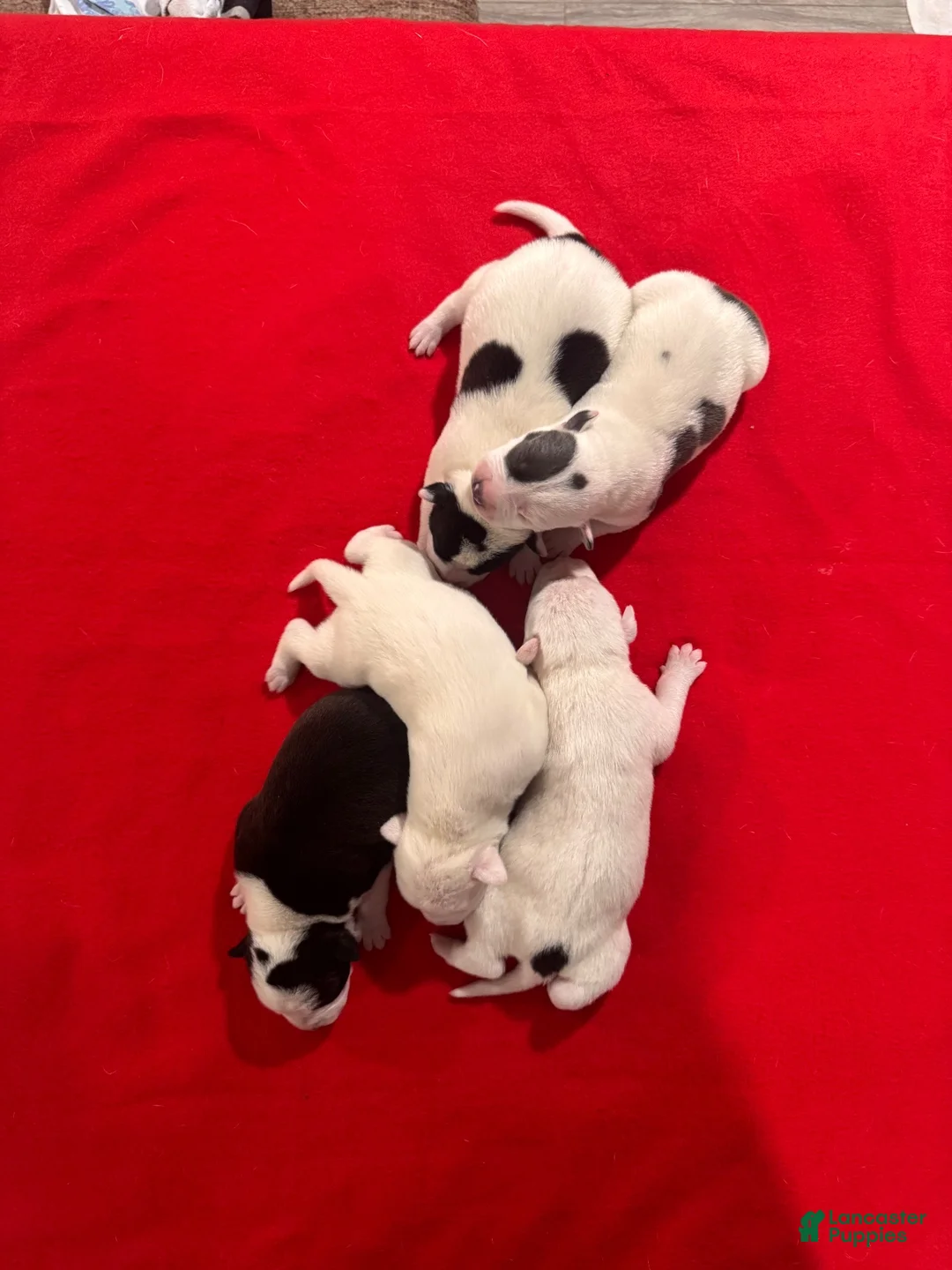 Mixed Breed dogs for sale: Delilah - Ad 10