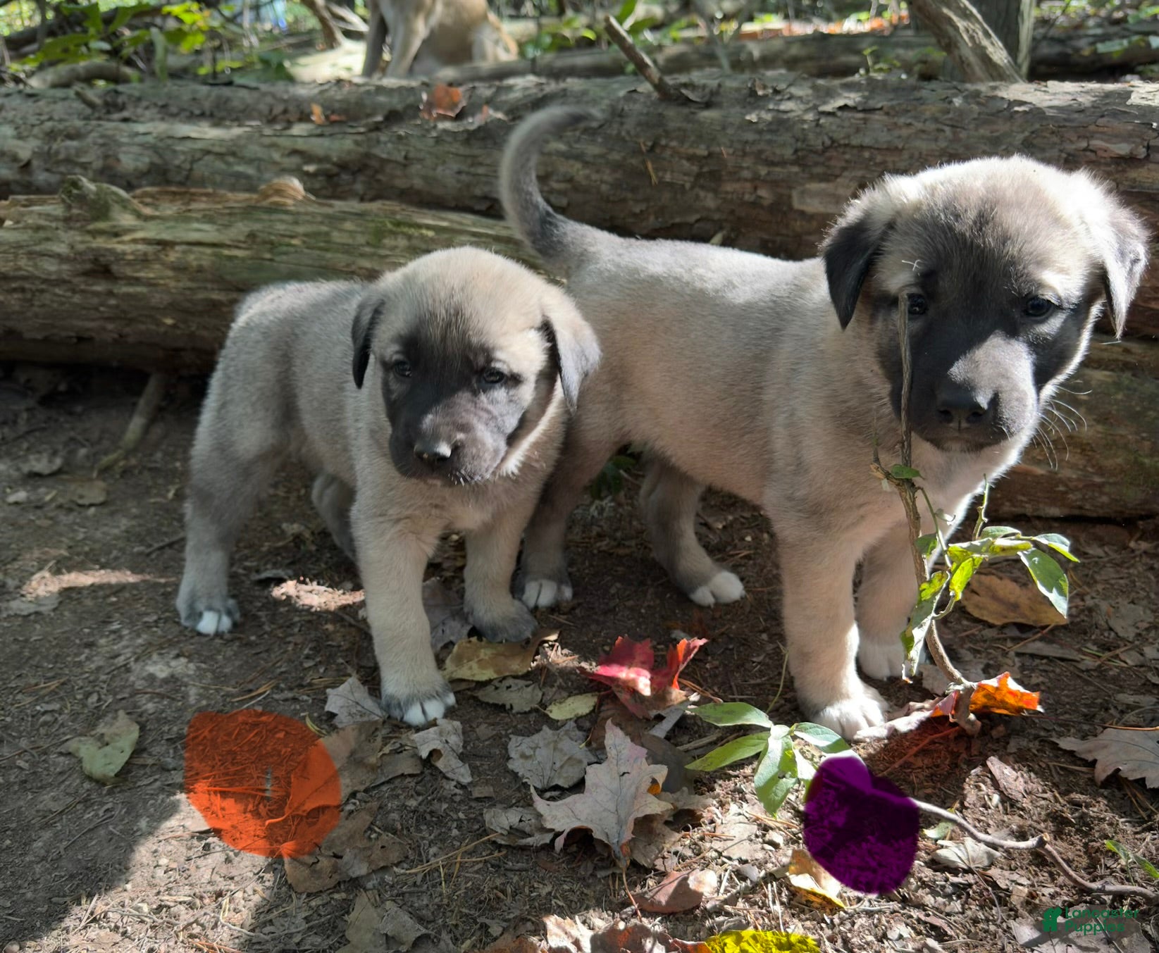 Mixed Breed dogs Anatolian/ Kangal- Purple - Ad 1