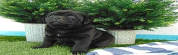 Mixed Breed dogs for sale: Silas - Ad 3