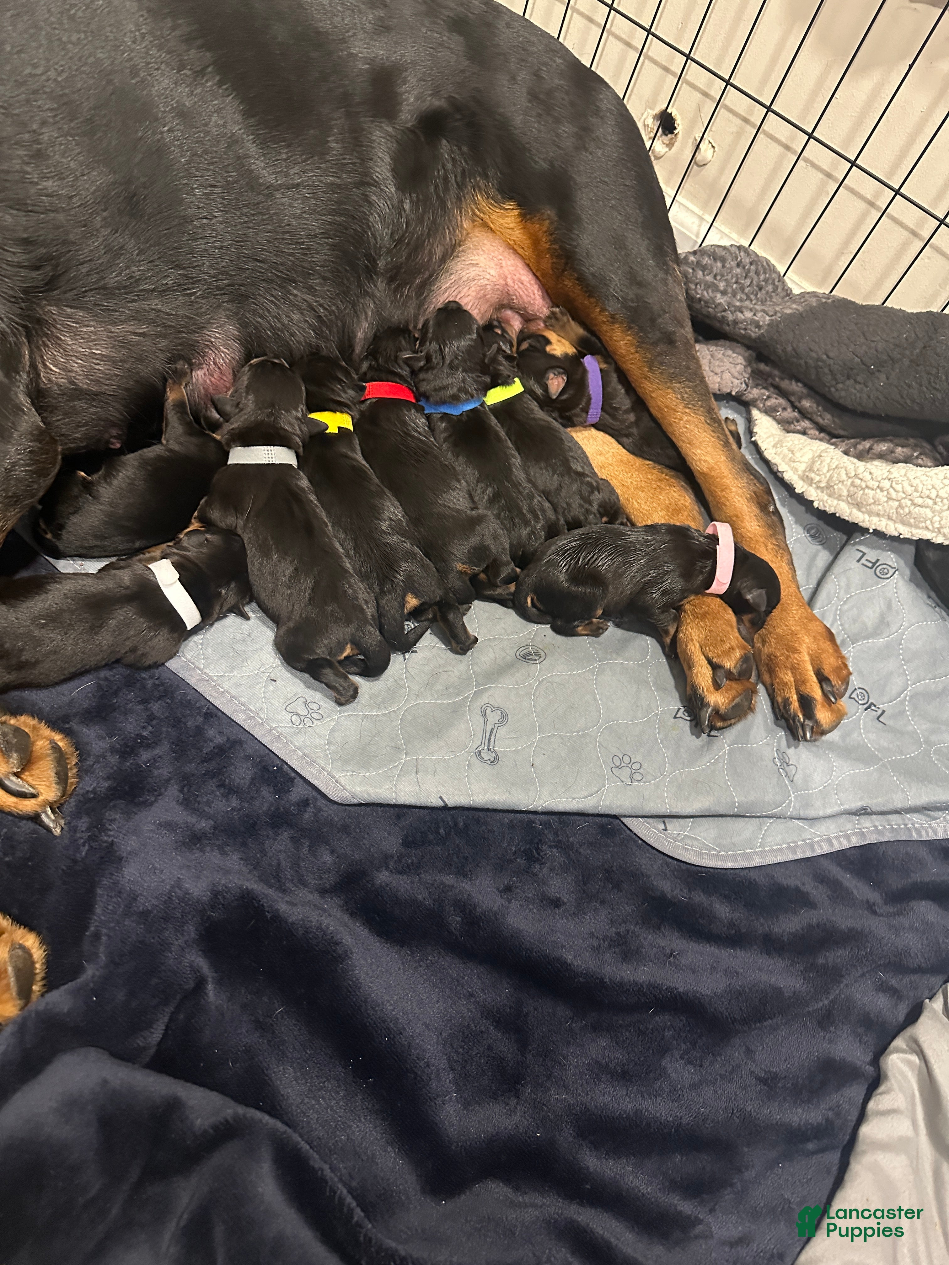 Rottweiler dogs Alaya - Ad 24