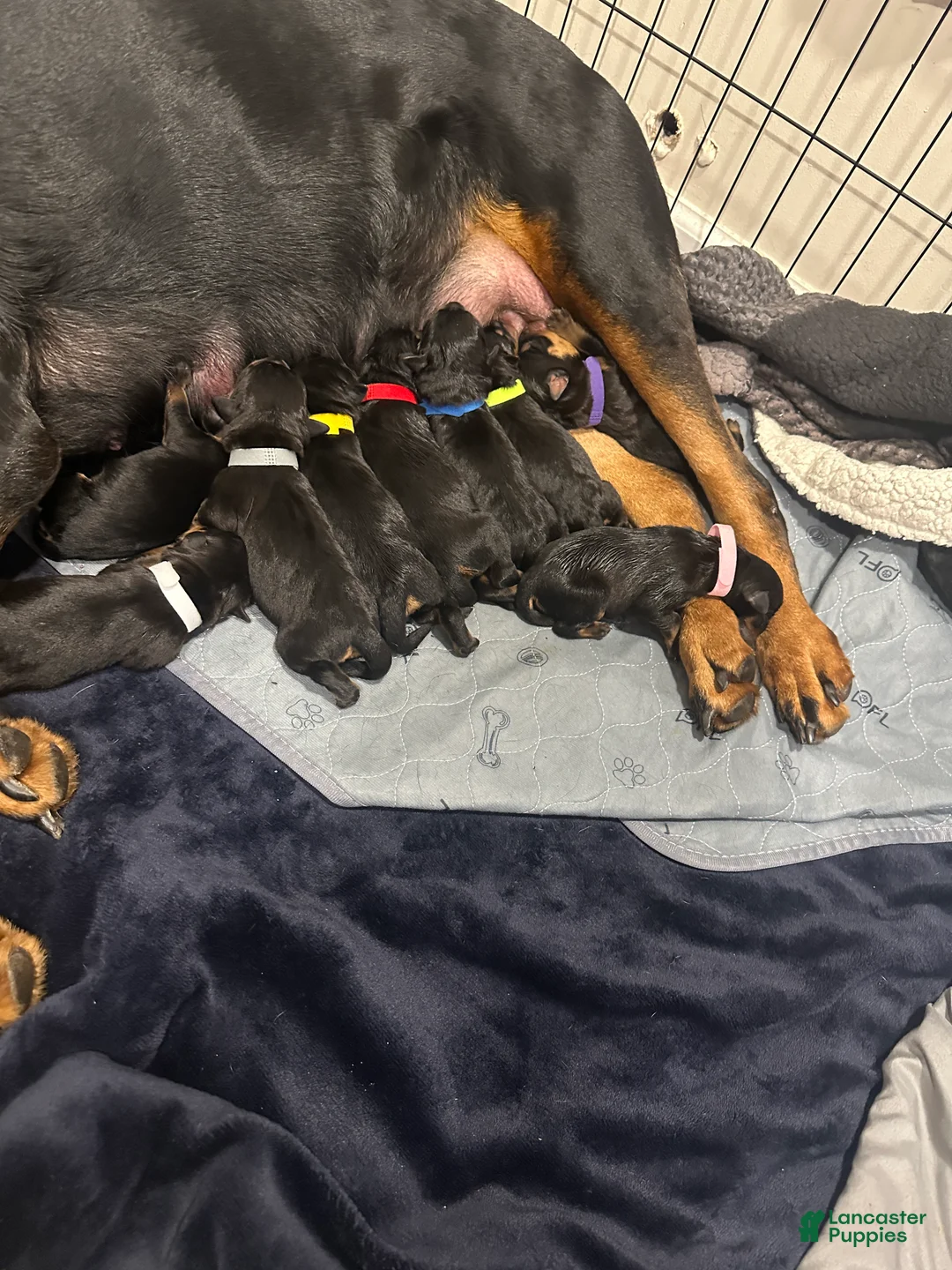 Rottweiler dogs for sale: Alaya - Ad 1