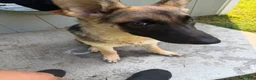 German Shepherd dogs for sale: Nyx  - Ad 5