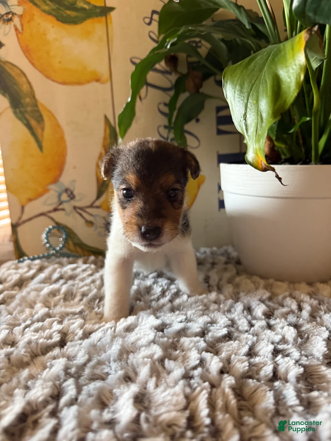 Wire Fox Terrier dogs for sale: Nick Wilde - Ad 2