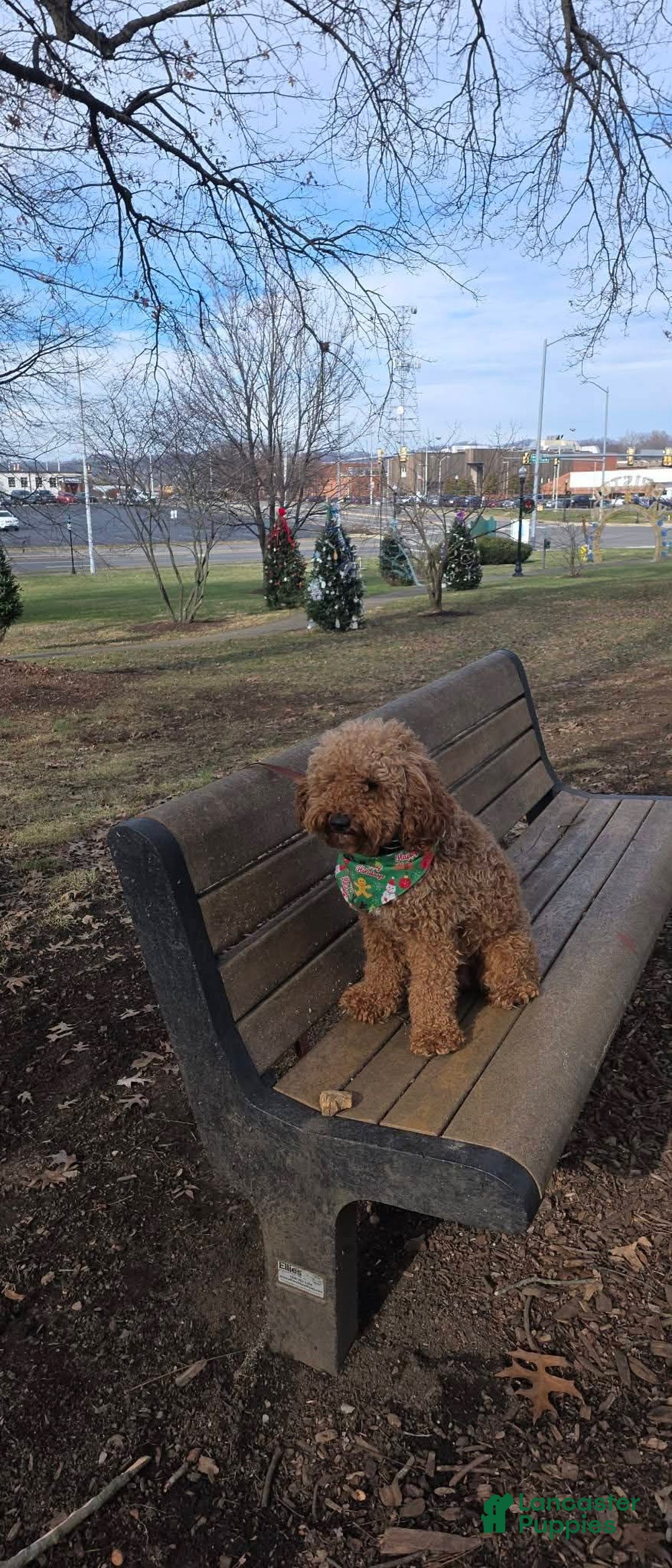 Goldendoodle dogs for sale: Benji  - Ad 7