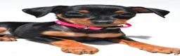Miniature Pinscher dogs for sale: Bailey - Ad 7