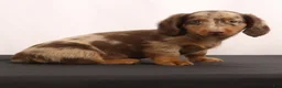 Dachshund dogs for sale: Duke - Ad 15