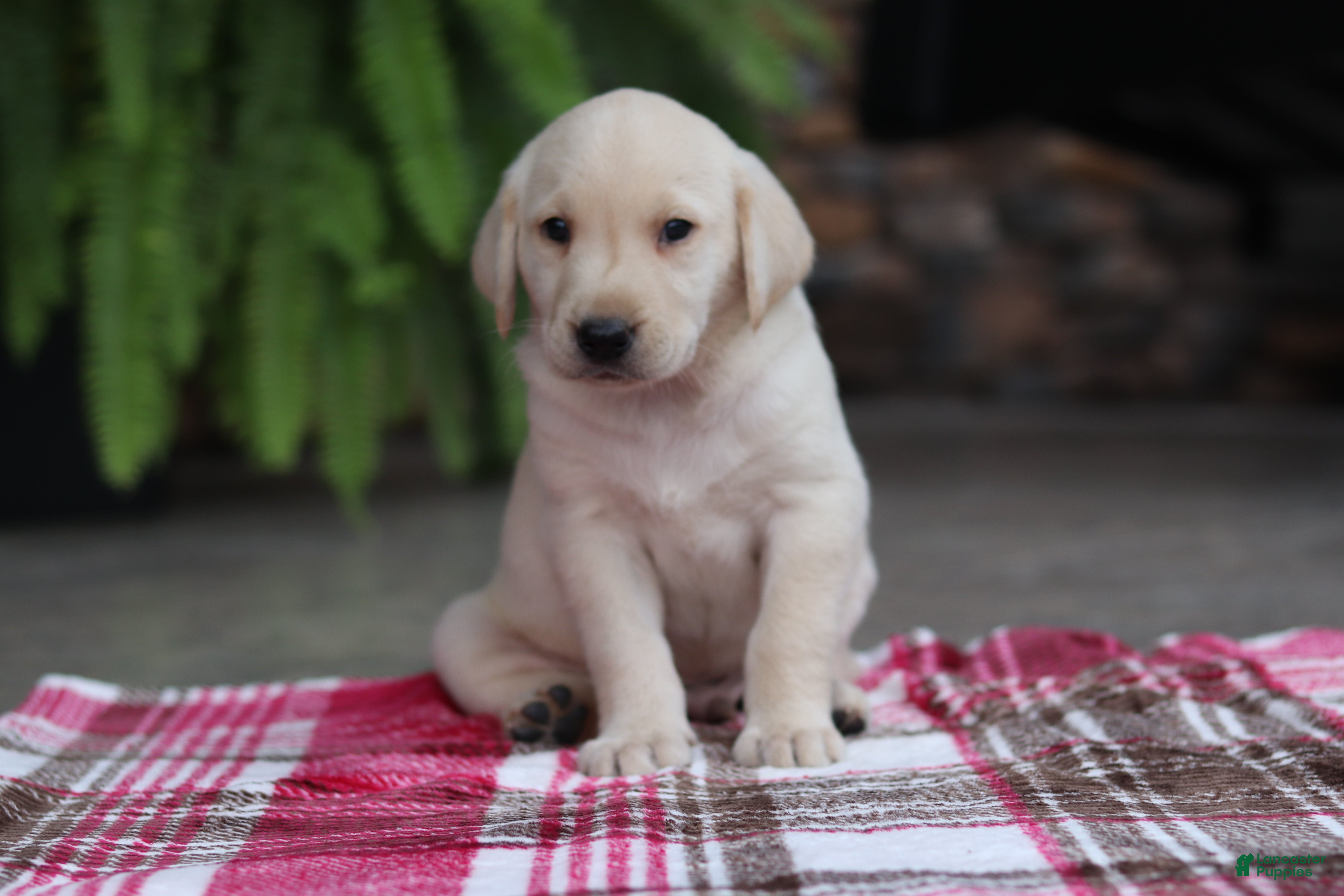 Labrador Retriever dogs Hunter - Ad 2