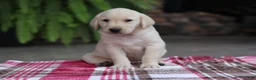 Labrador Retriever dogs for sale: Hunter - Ad 2