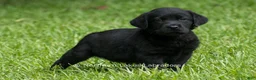 Labrador Retriever dogs for sale: Edward - Ad 3