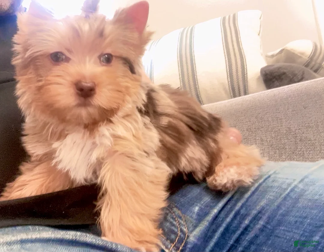 Yorkshire Terrier dogs for sale: Yorkshire Terrier 1 - Ad 1