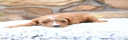 Cavapoo dogs for sale: Flora   - Ad 9