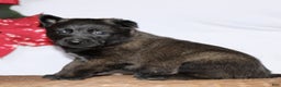 Belgian Malinois dogs for sale: Atlas  - Ad 1