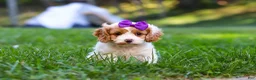 Cavapoo dogs for sale: Katie - Ad 1