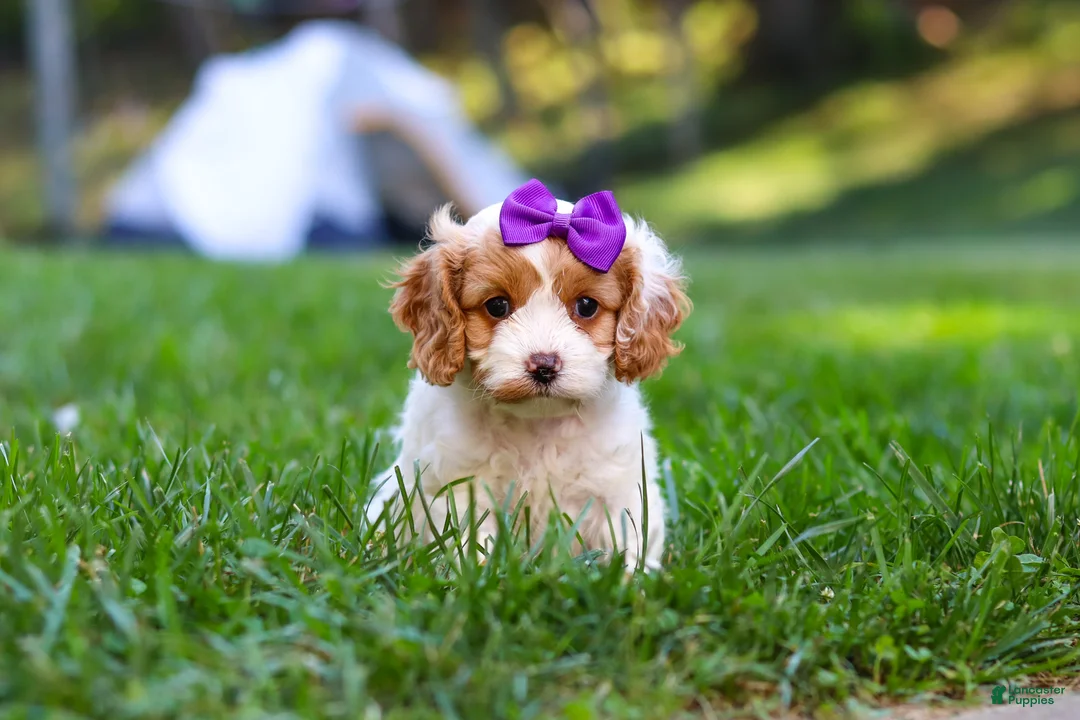 Cavapoo dogs for sale: Katie - Ad 1