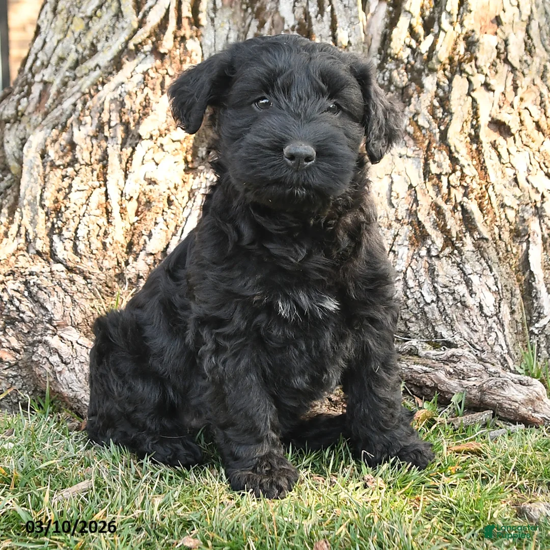 Schnauzer dogs for sale: Paige - Ad 3