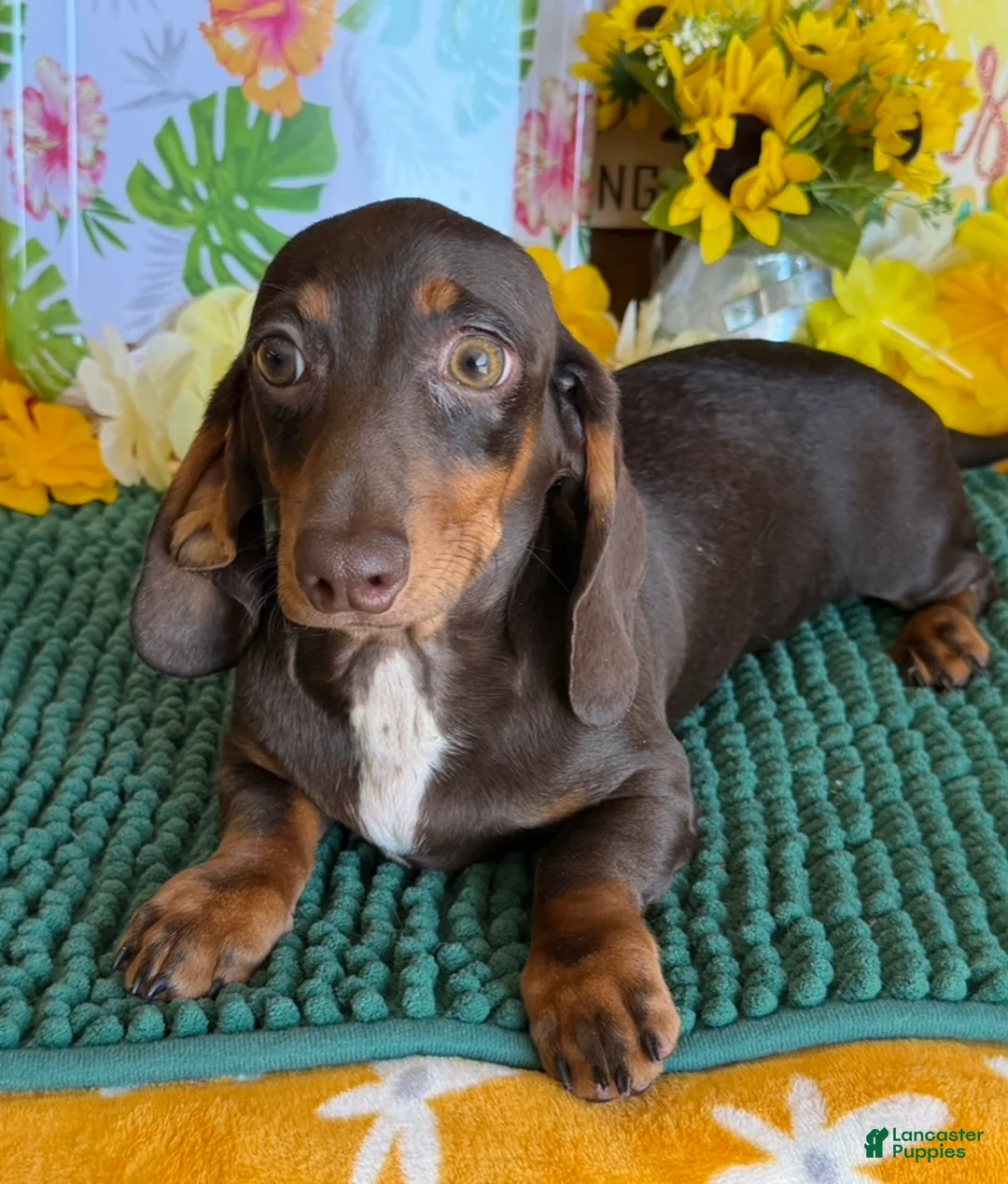 Miniature Dachshund dogs for sale: Benson - Ad 2