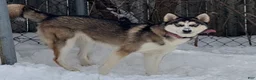 Alaskan Husky dogs for sale: Nova - Ad 4