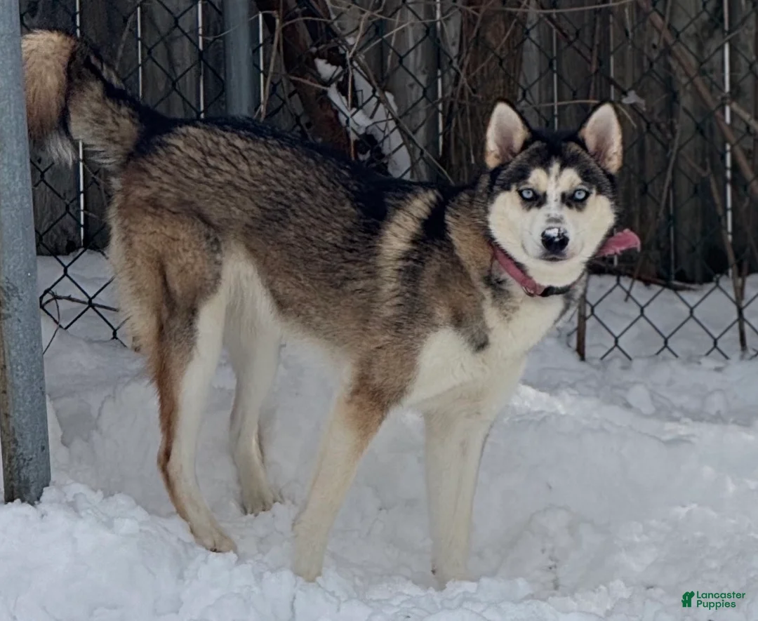 Alaskan Husky dogs for sale: Nova - Ad 4