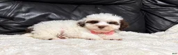 Toy Poodle dogs for sale: Koda - Ad 3