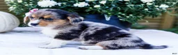 Mixed Breed dogs for sale: Coco - Ad 31