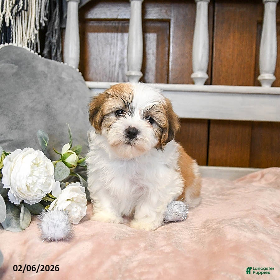 Teddy Bear dogs Sweetheart - Ad 2