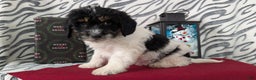 Mixed Breed dogs for sale: Asher - Ad 4