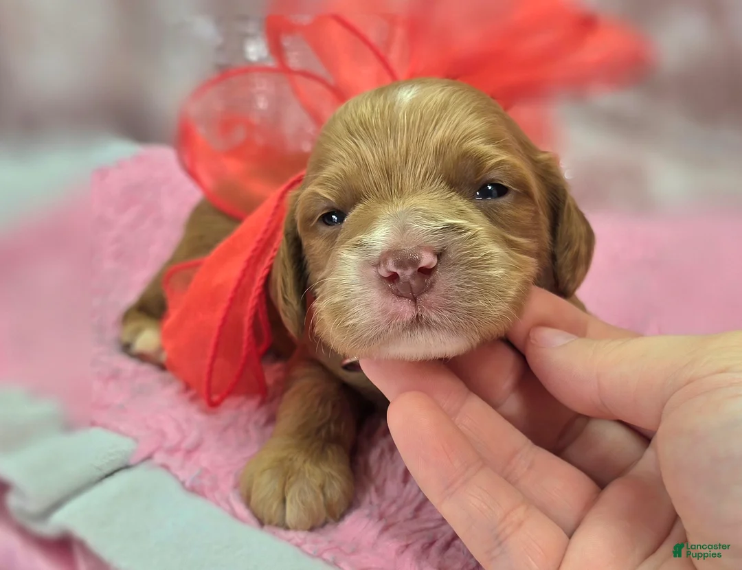 Cockapoo dogs for sale: Nimbus - Ad 3