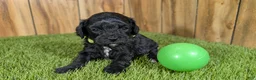 Cavapoo dogs for sale: Francis Boy 1 - Ad 2