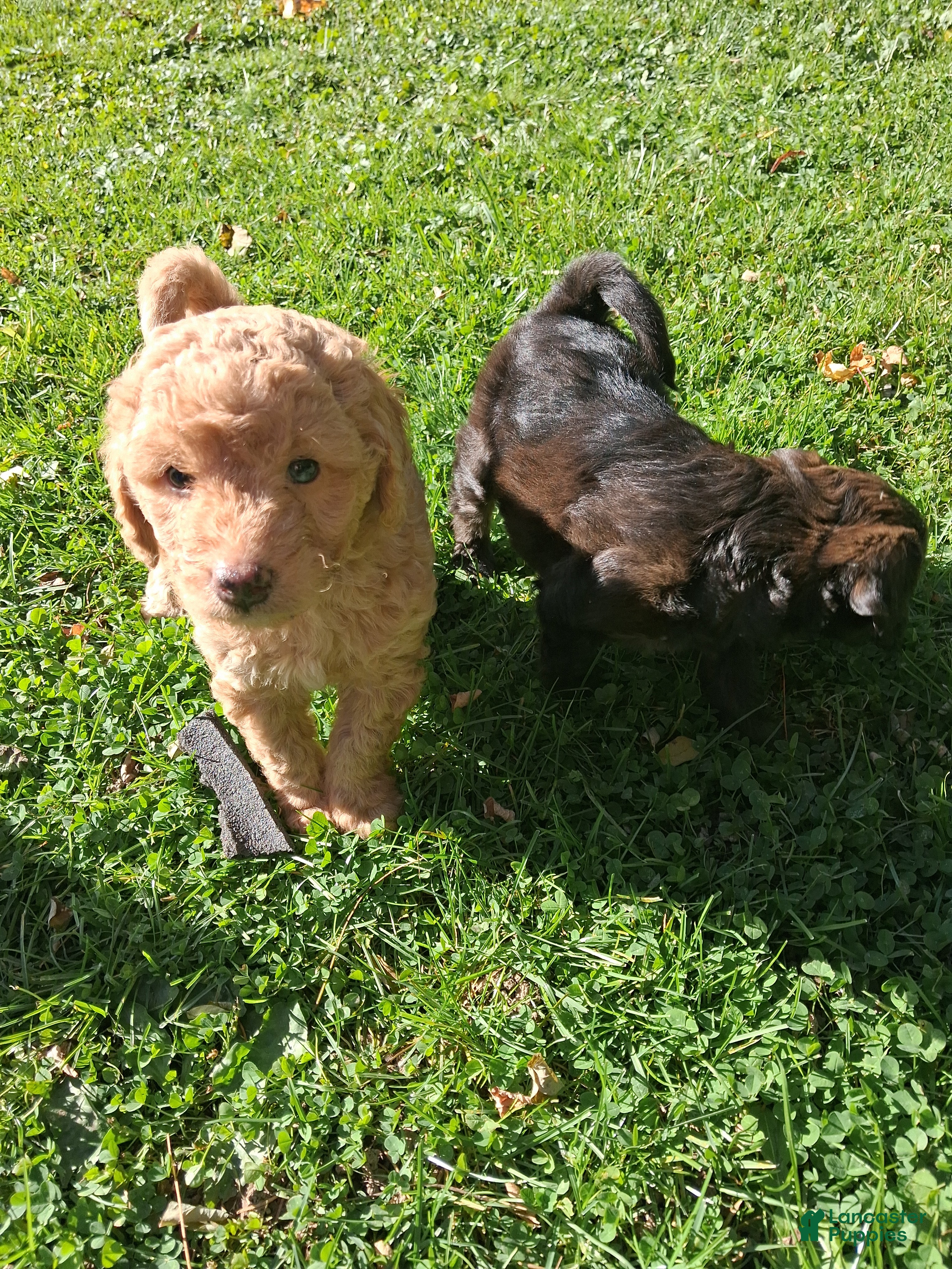 Mixed Breed dogs for sale: Jasper - Ad 1