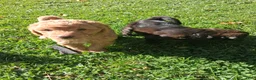 Mixed Breed dogs for sale: Jasper - Ad 1