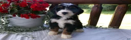 Mini Bernedoodle dogs for sale: Beauty - Ad 11