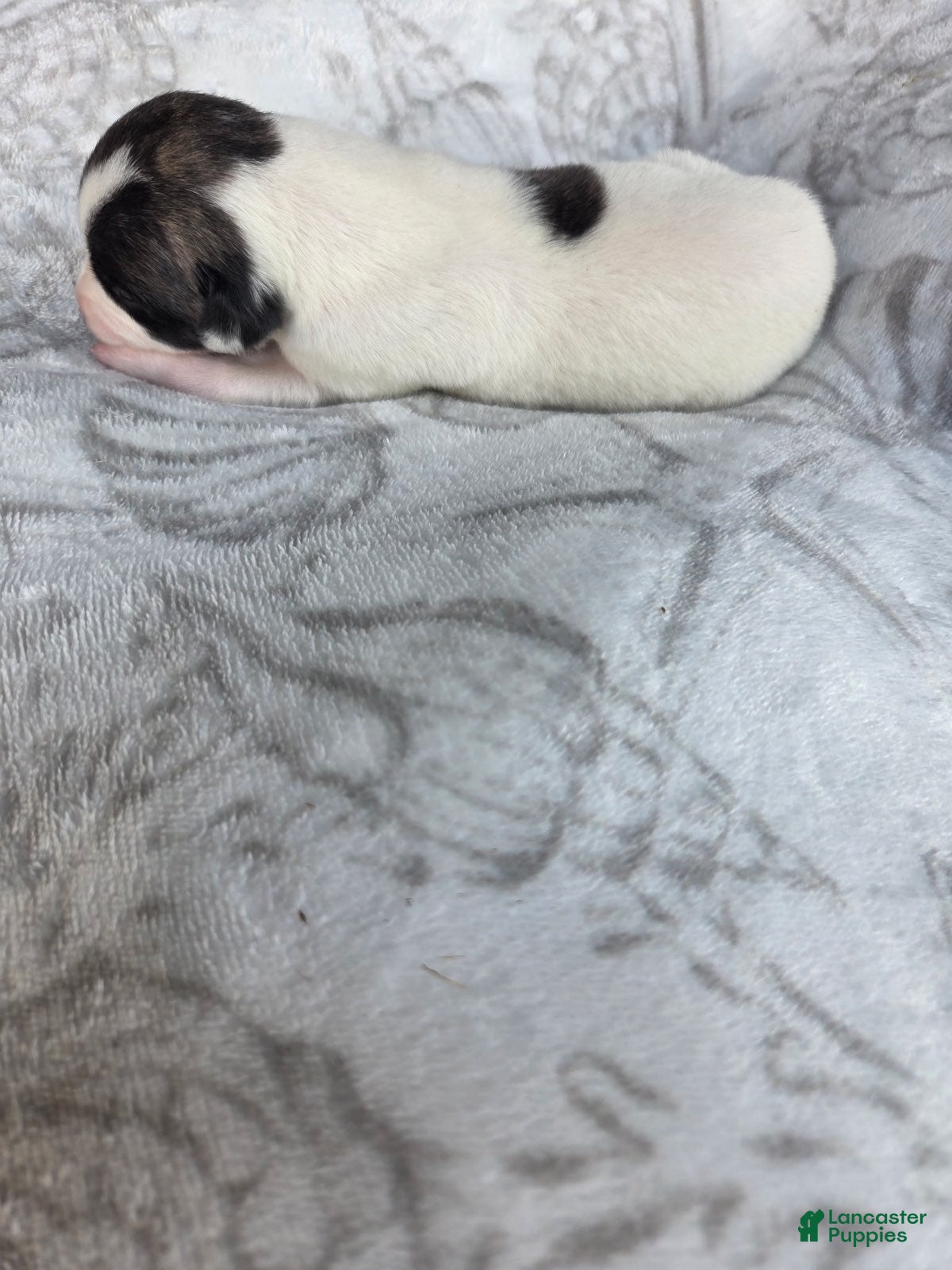 Whippet dogs Boy 7 - Ad 1