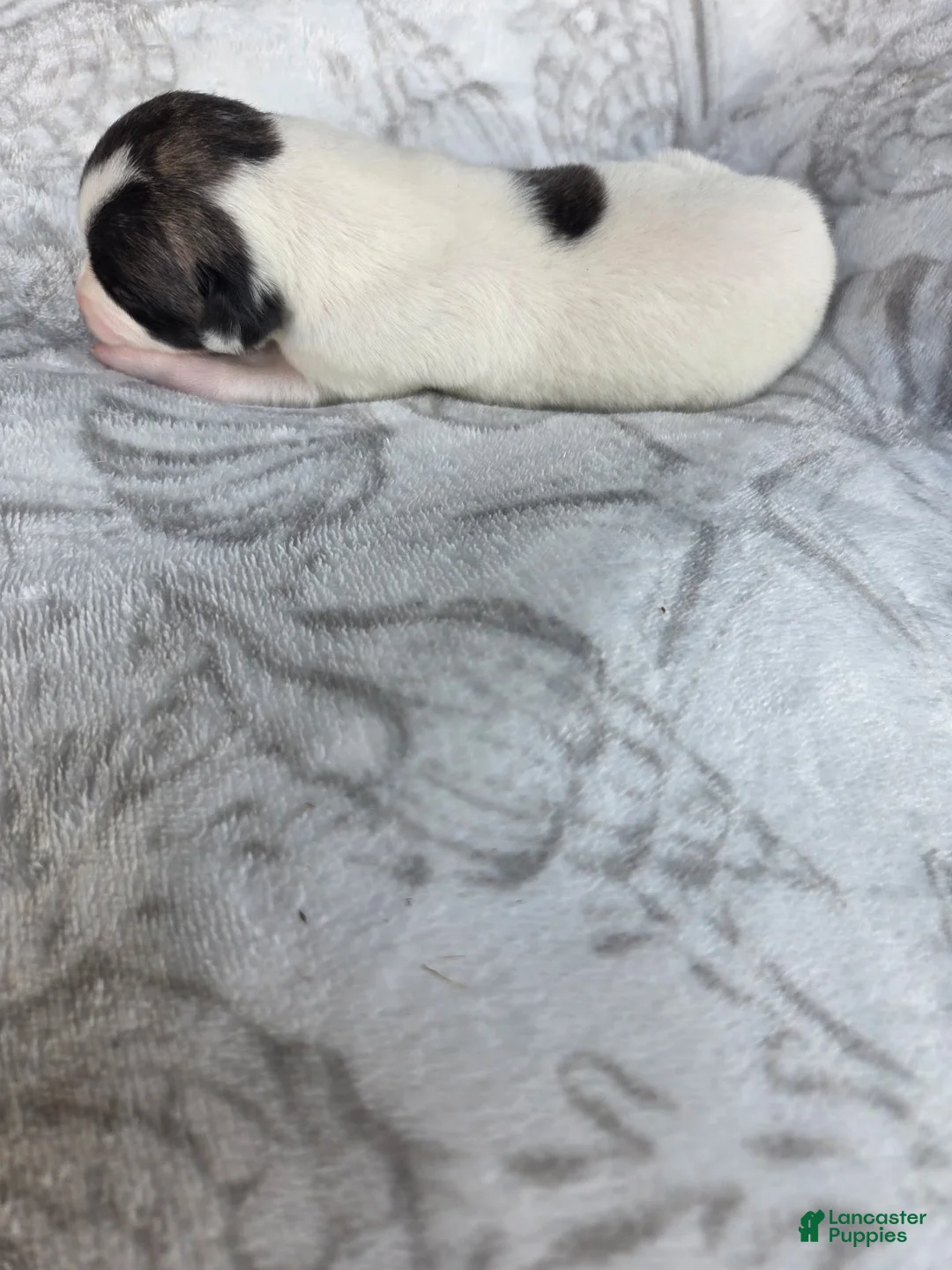 Whippet dogs for sale: Boy 7 - Ad 1