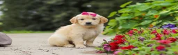 Golden Retriever dogs for sale: Bonnie - Ad 6