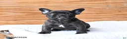 French Bulldog dogs for sale: Hickory - Ad 4