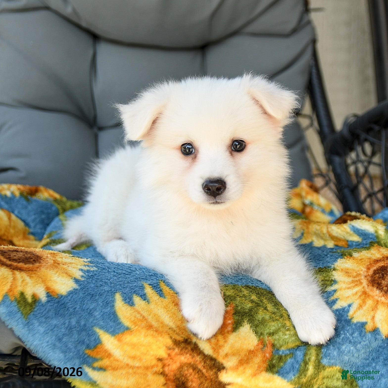 American Eskimo dogs Faye - Ad 2