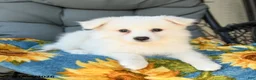 American Eskimo dogs for sale: Faye - Ad 2