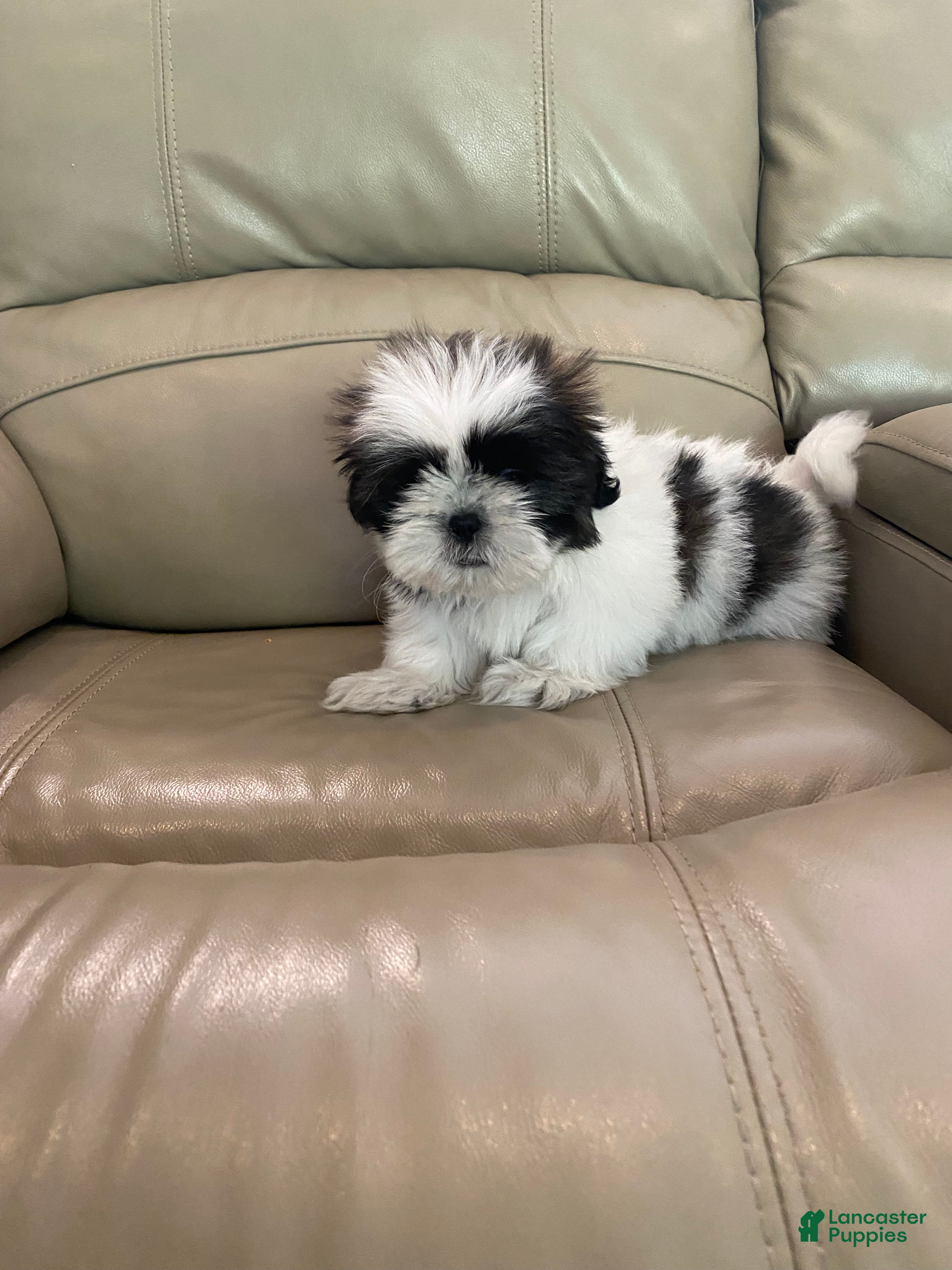Shih Tzu dogs Shih Tzu Puppy 1 - Ad 10