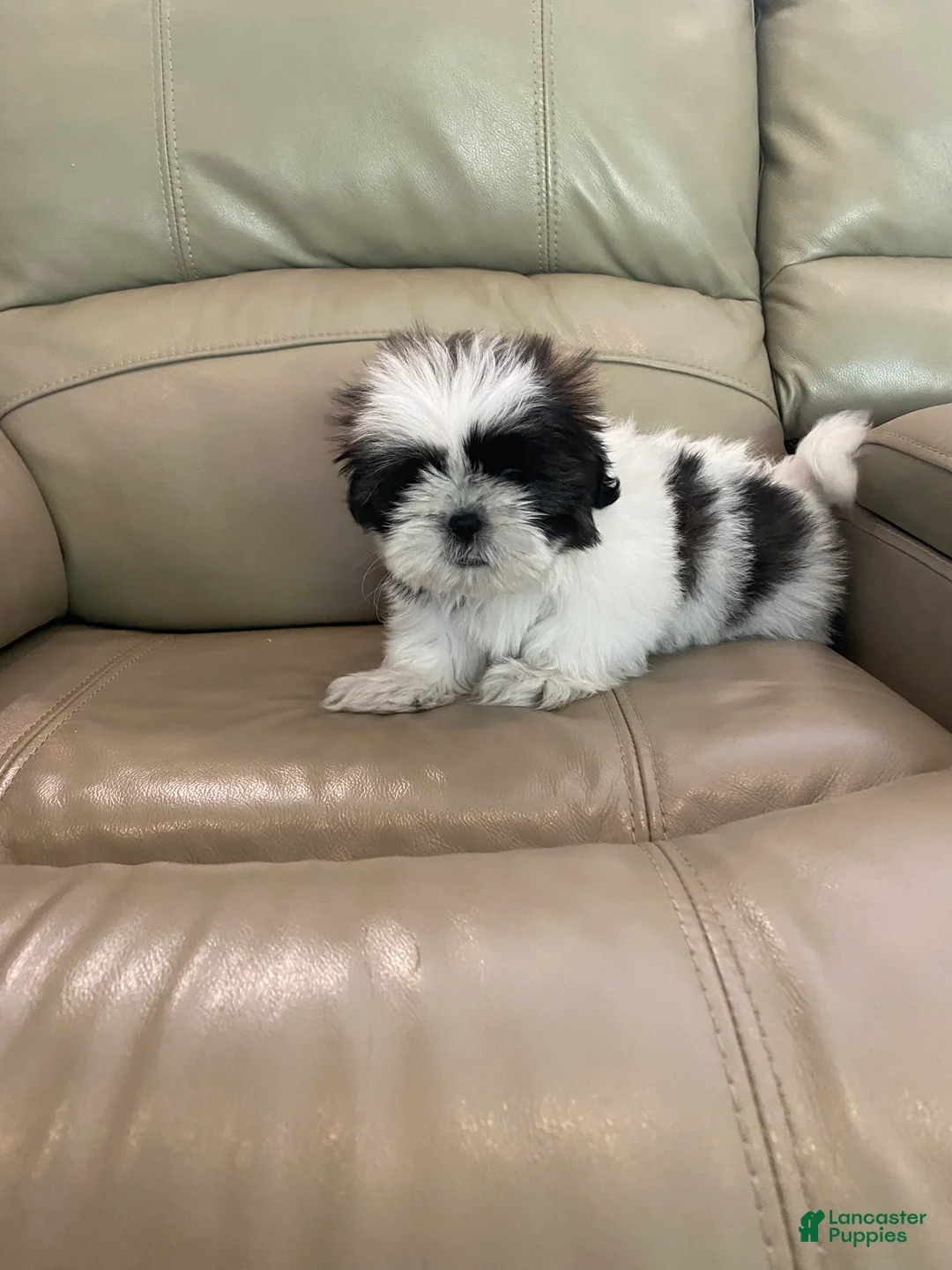Shih Tzu dogs for sale: Shih Tzu Puppy 1 - Ad 1