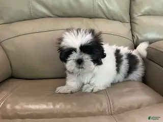 Shih Tzu dogs Shih Tzu Puppy 1 - Ad 10
