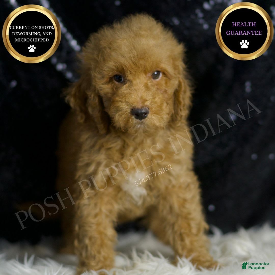 Mini Goldendoodle dogs Charger - Ad 41