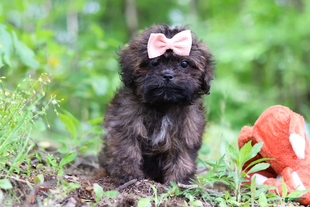 Shihpoo dogs for sale: Alice - Ad 2