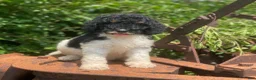 Standard Poodle dogs for sale: Trixy - Ad 5