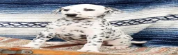 Dalmatian dogs for sale: Brittney - Ad 6