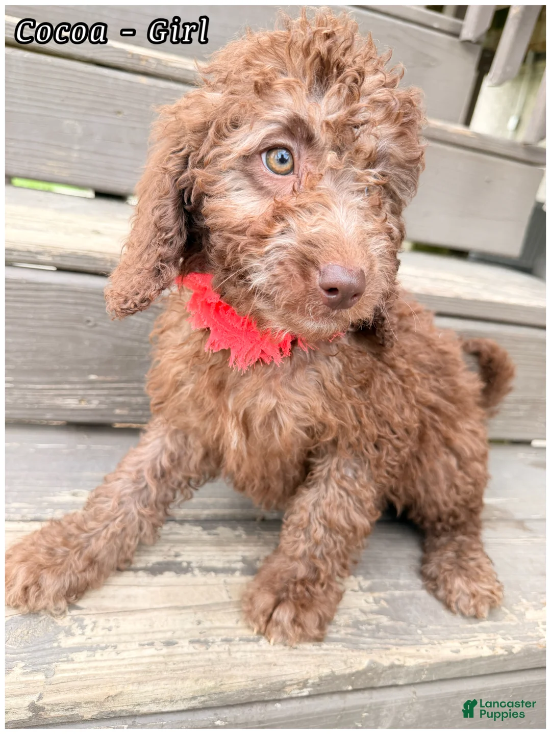 Mini Sheepadoodle dogs for sale: Cocoa- Girl - Ad 2