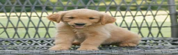 Golden Retriever dogs for sale: Ivy  - Ad 3