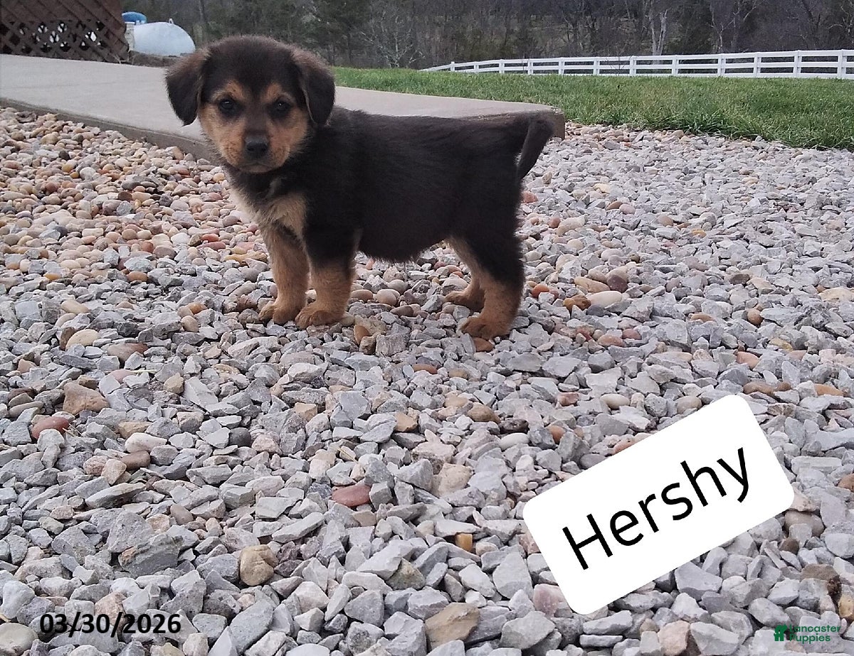 Mixed Breed dogs Hershy - Ad 1