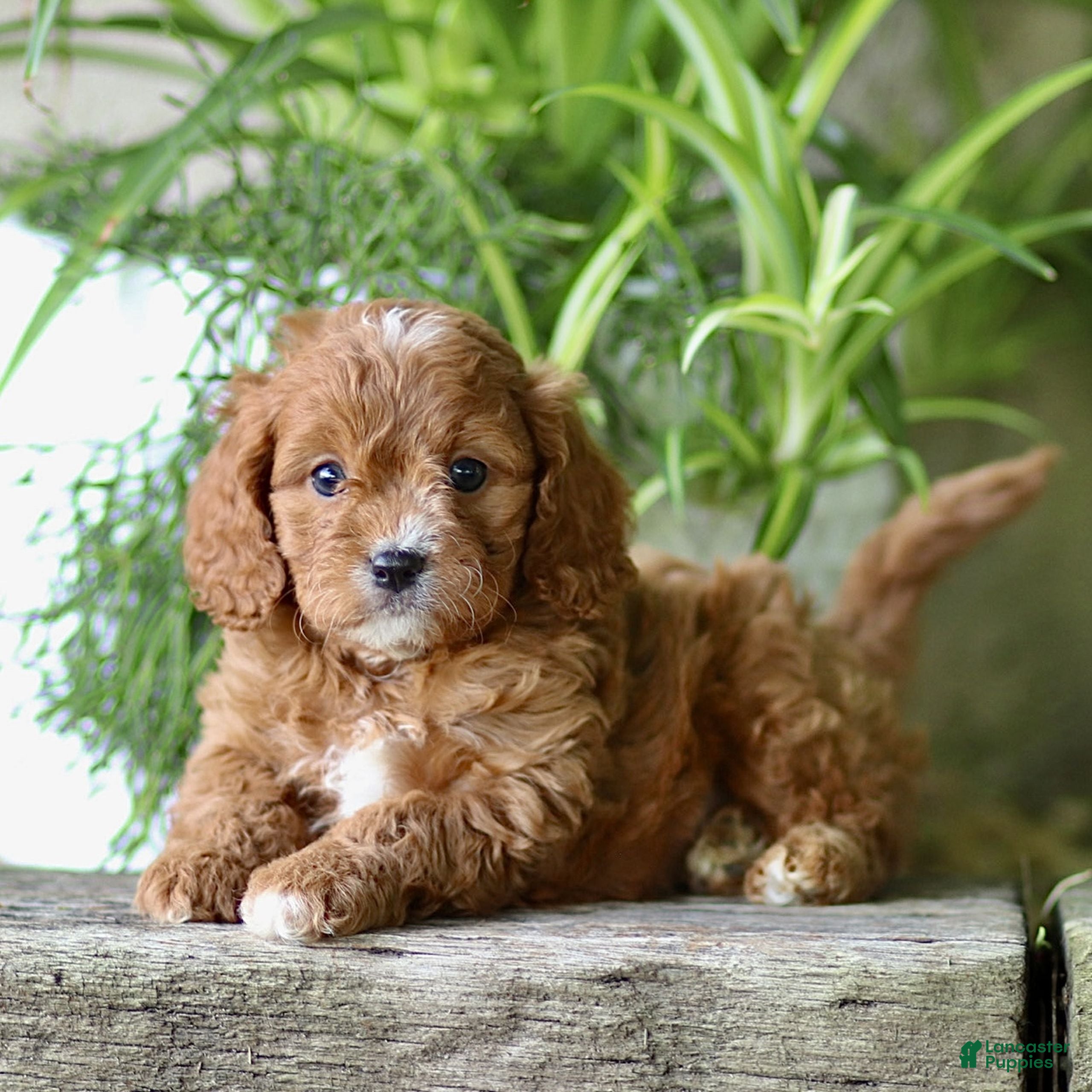 Cavapoo dogs for sale: Cleo  - Ad 2