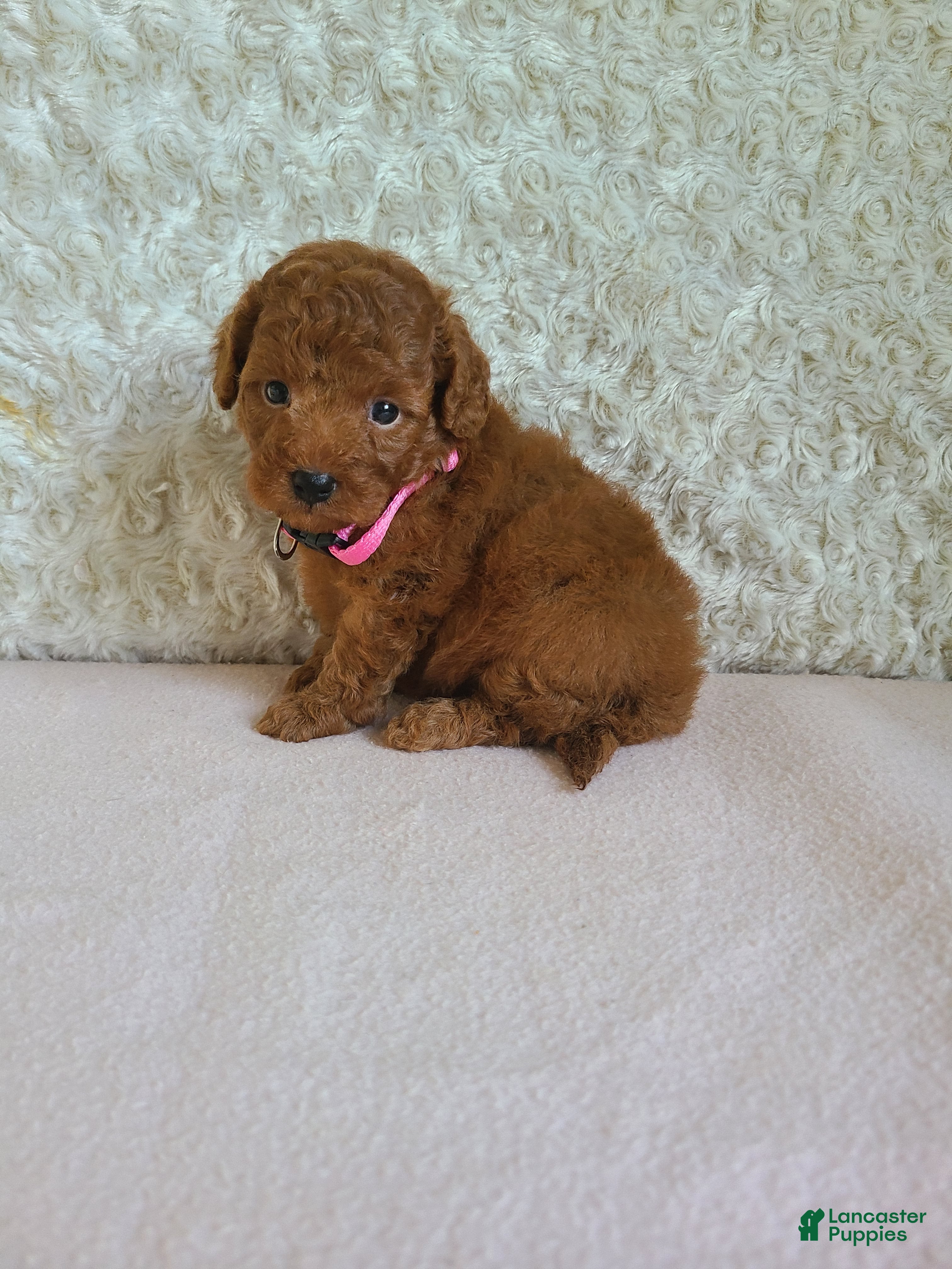 Mini Goldendoodle dogs Izzy - Ad 2