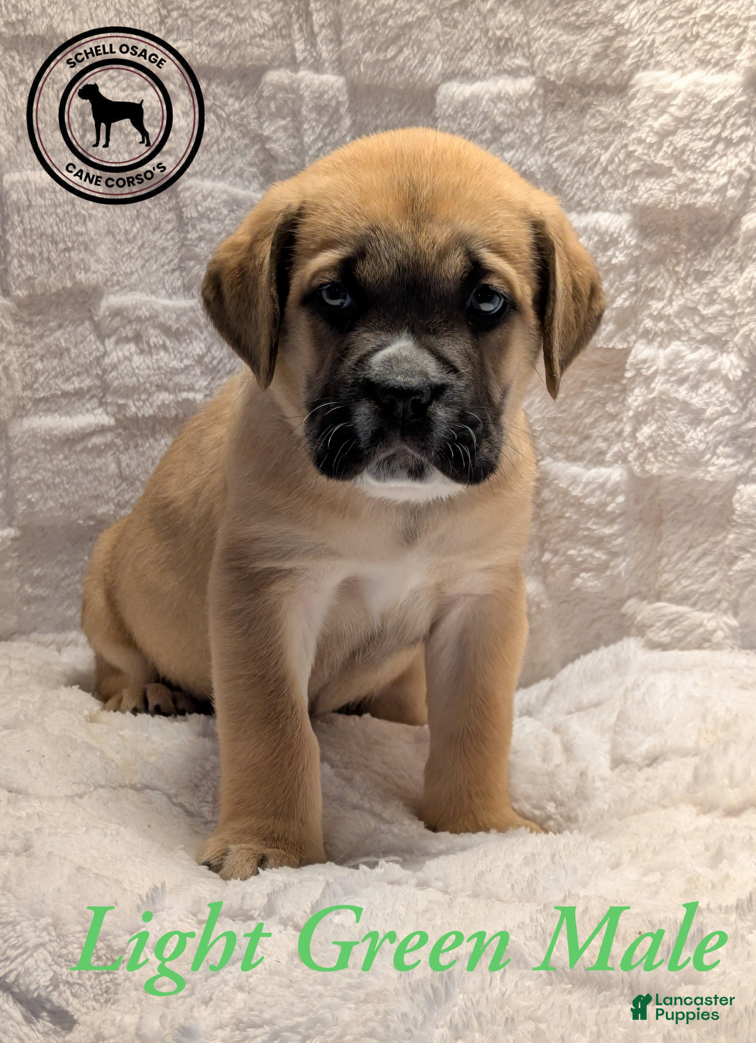 Cane Corso dogs Light Green - Ad 7